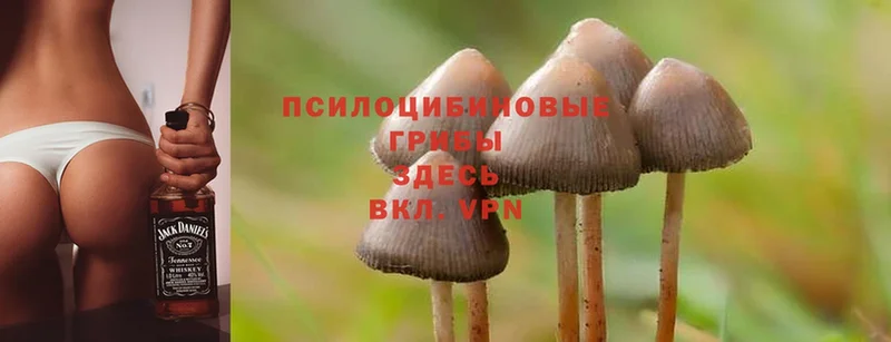 Галлюциногенные грибы Magic Shrooms  наркотики  Гаджиево 